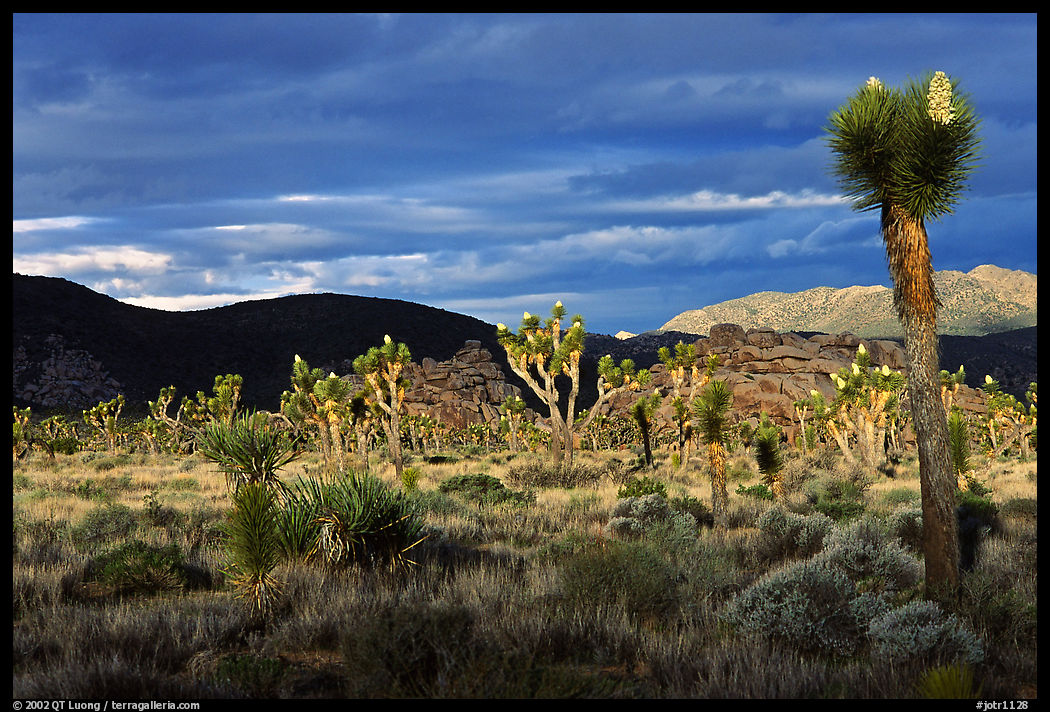 Joshua tree forest near Hidden Valley. Joshua Tree  National Park, California, USA.