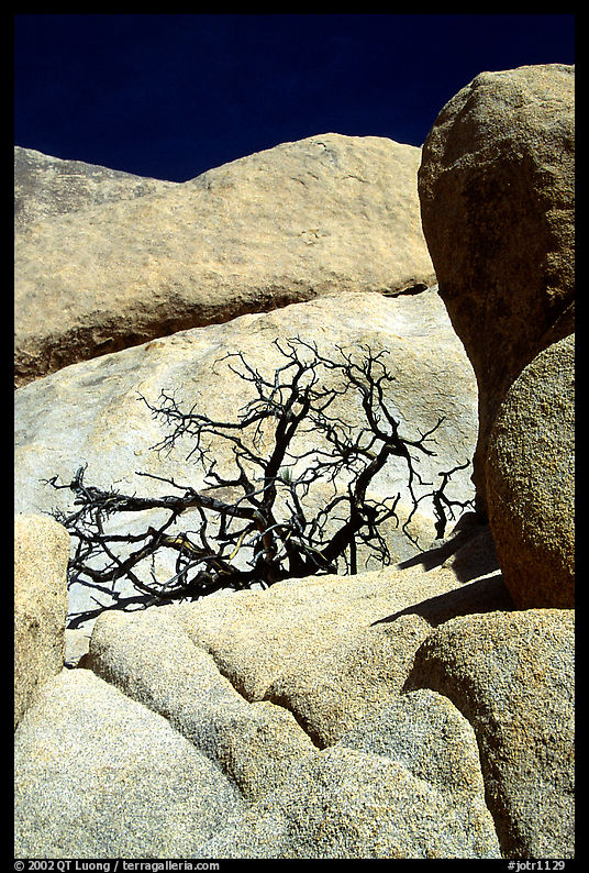 Bare bush and rocks in Hidden Valley. Joshua Tree  National Park
