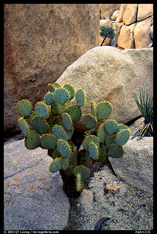 Beavertail Cactus and rocks. Joshua Tree  National Park, California, USA.