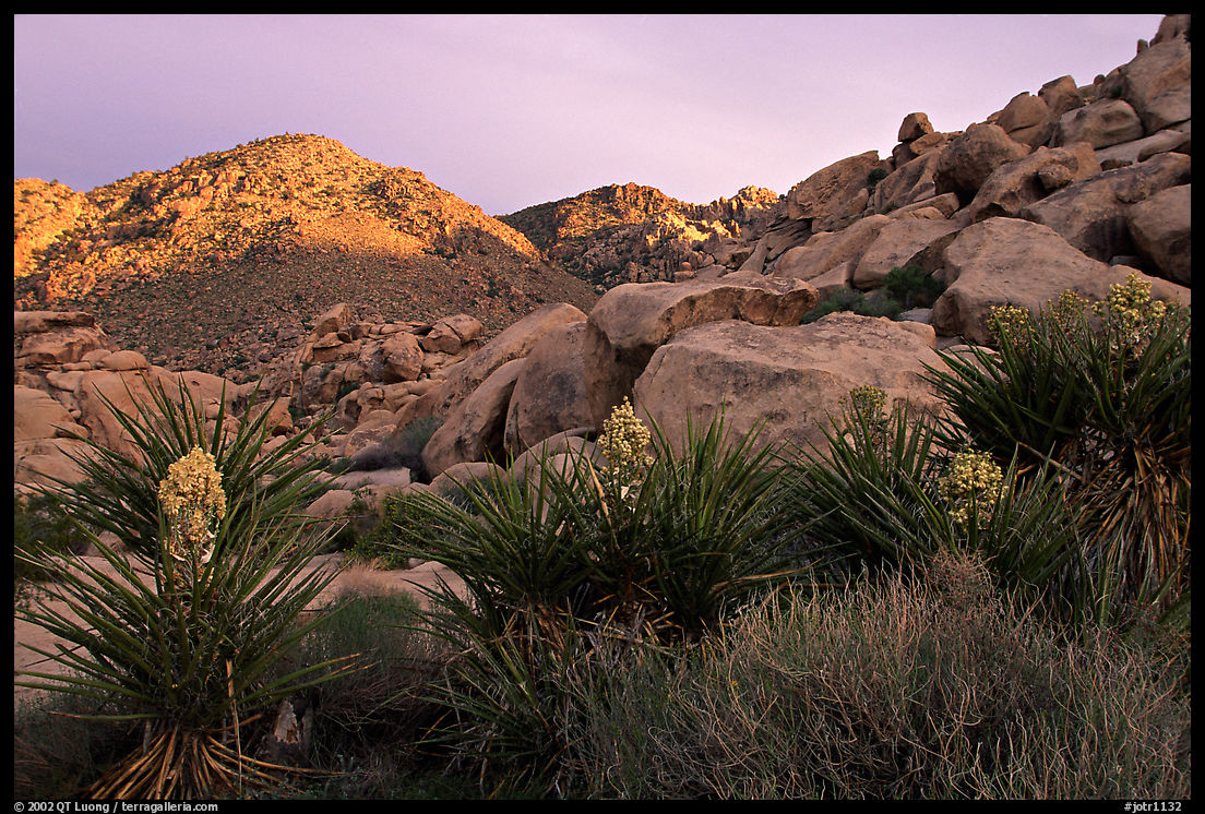Yuccas and rocks in Rattlesnake Canyon. Joshua Tree  National Park, California, USA.