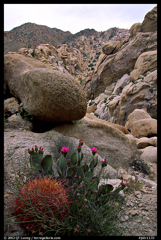 Barrel and beavertail cacti in Rattlesnake Canyon. Joshua Tree  National Park, California, USA.
