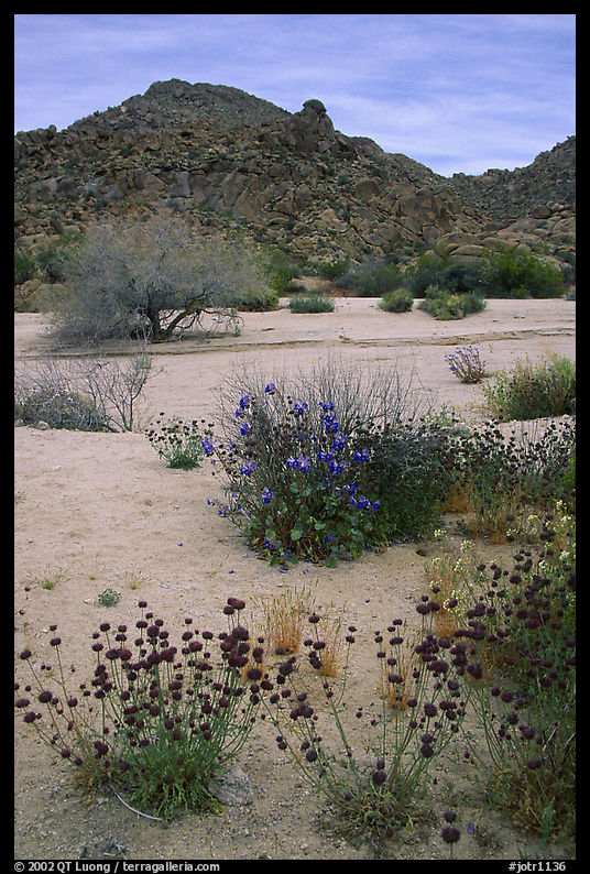 Desert wildflowers in bloom on sandy flat. Joshua Tree  National Park, California, USA.