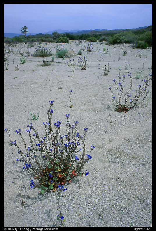 Wildflowers in bloom on sandy wash. Joshua Tree  National Park, California, USA.