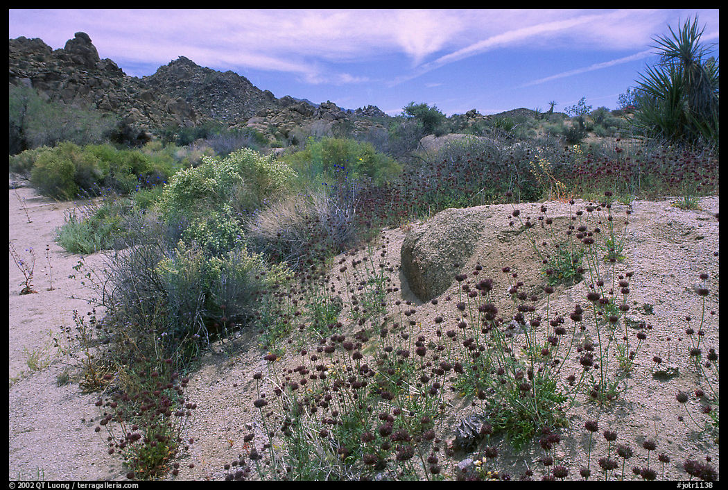 Seasonal desert bloom on sandy flat. Joshua Tree  National Park, California, USA.