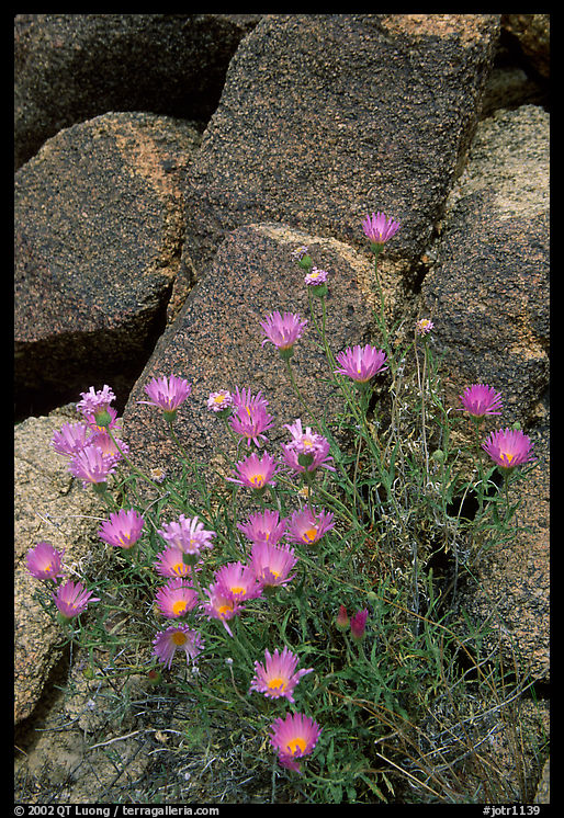 Purple flowers and rocks. Joshua Tree  National Park, California, USA.