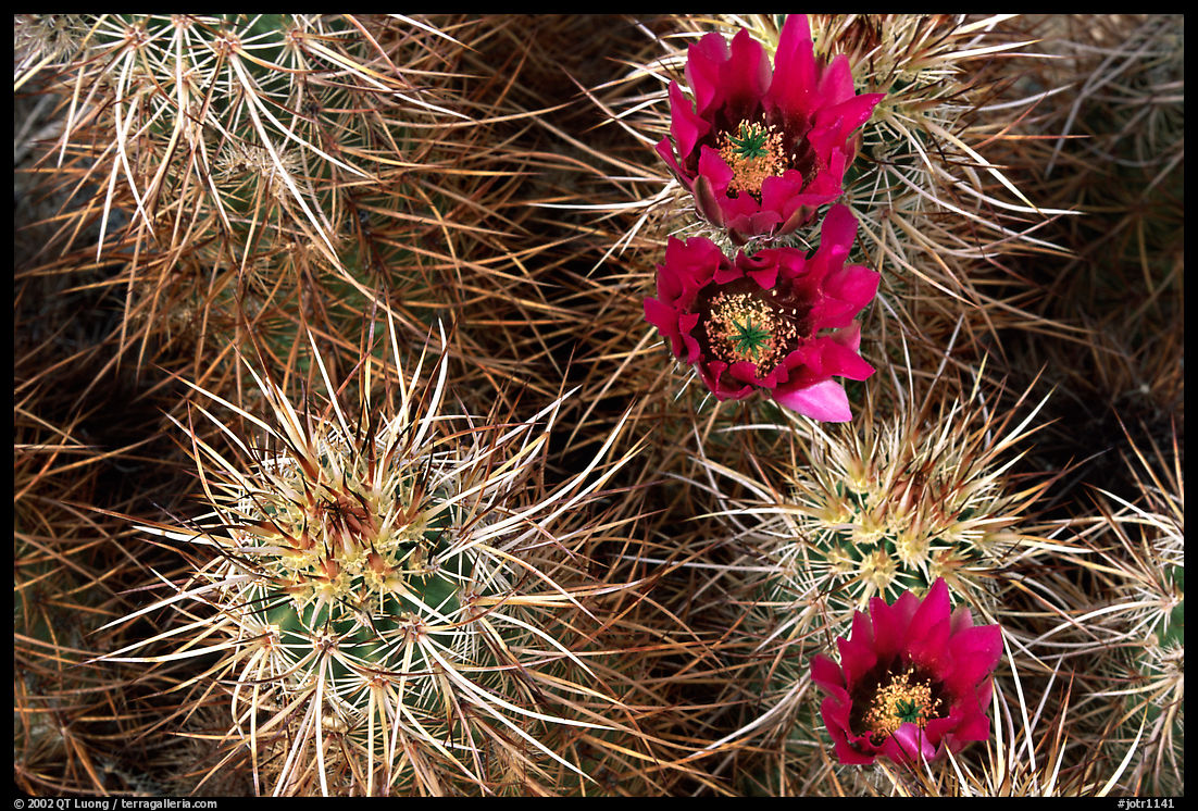 Engelmann Hedgehog cactus in bloom. Joshua Tree  National Park, California, USA.
