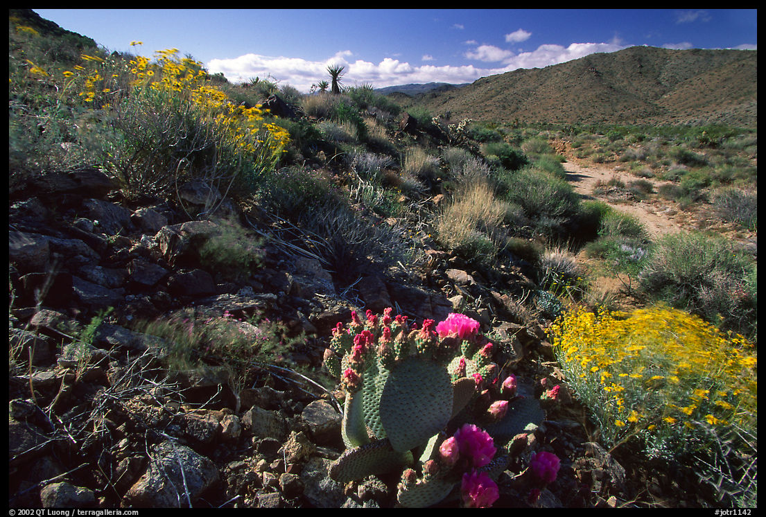 Beavertail cactus and brittlebush. Joshua Tree  National Park, California, USA.