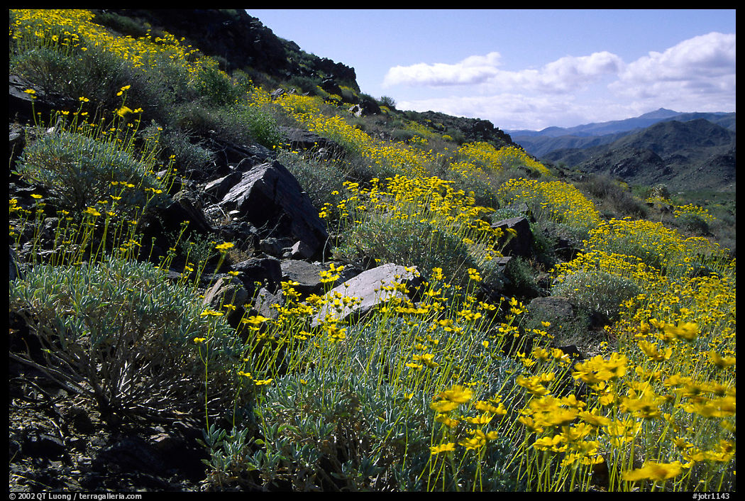 Beavertail cactus and brittlebush. Joshua Tree  National Park, California, USA.