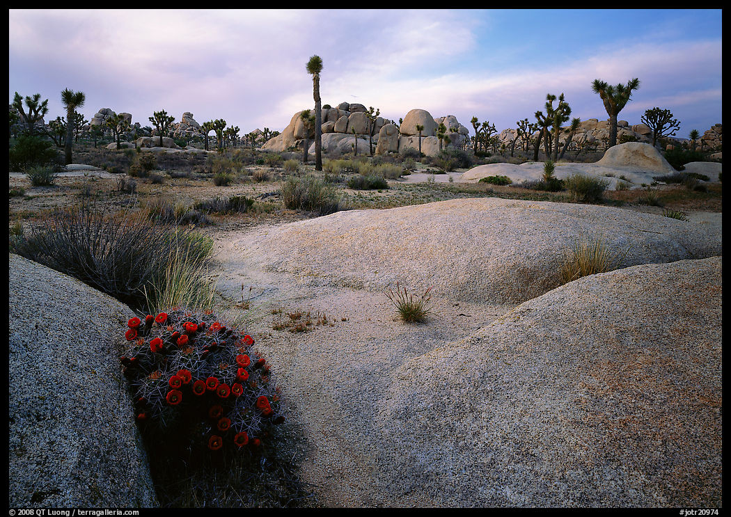 Claret Cup Cactus, rock slabs, and Joshua trees, sunset. Joshua Tree  National Park, California, USA.