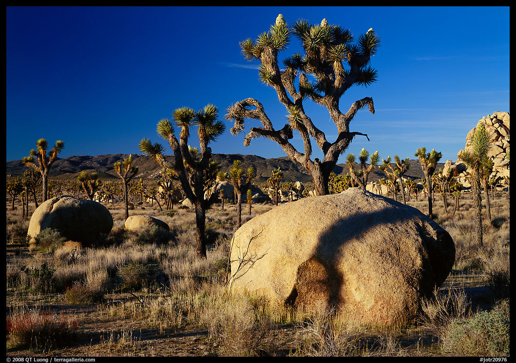 Boulders and Joshua Trees, early morning. Joshua Tree  National Park