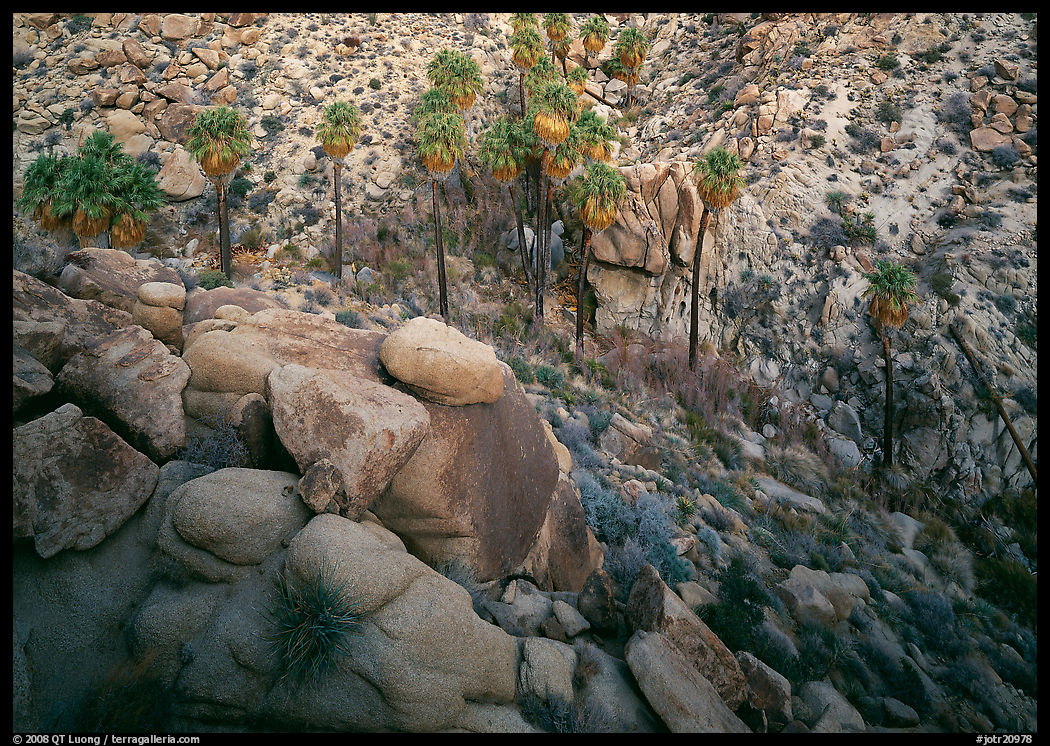 Boulders and palm trees, Lost Palm Oasis. Joshua Tree  National Park, California, USA.