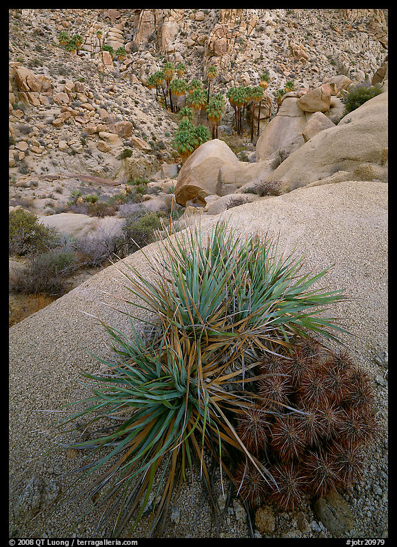 Sotol and cactus above Lost Palm Oasis. Joshua Tree  National Park, California, USA.