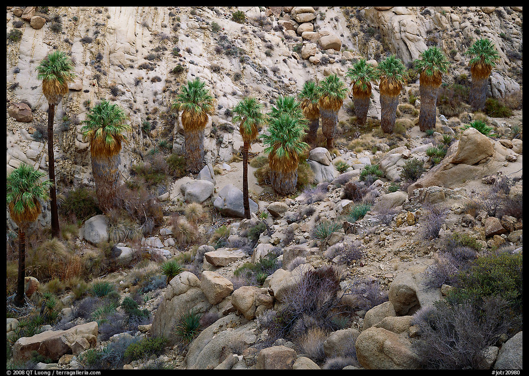 Native California Fan Palm trees in Lost Palm oasis. Joshua Tree  National Park, California, USA.