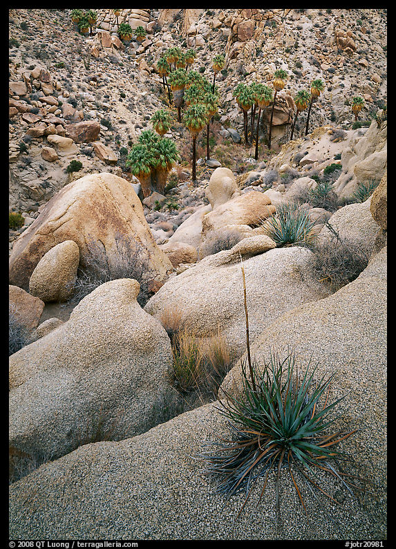 Sotol on boulder above Lost Palm Oasis. Joshua Tree  National Park, California, USA.