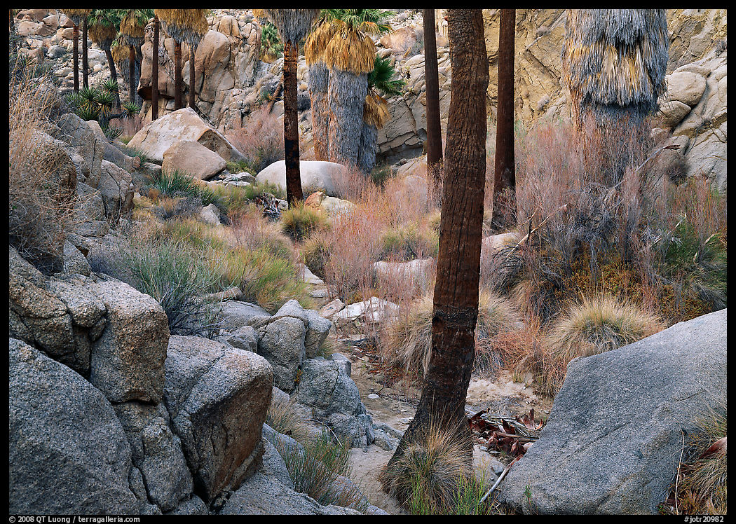 Lost Palm Oasis with California fan palm trees. Joshua Tree  National Park, California, USA.
