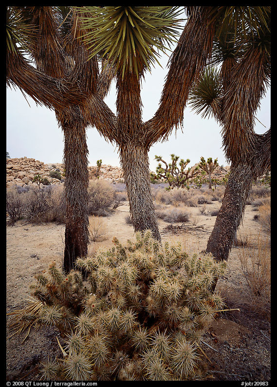 Cholla cactus at the base of Joshua Trees. Joshua Tree  National Park, California, USA.