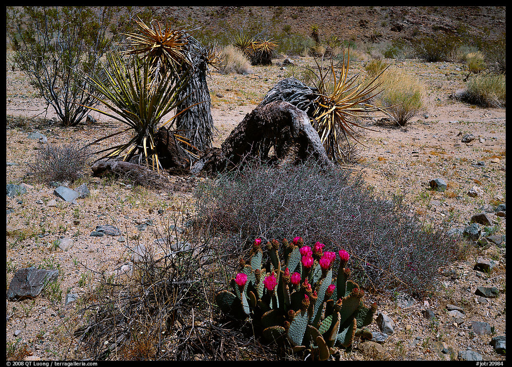Variety of desert plants. Joshua Tree  National Park, California, USA.