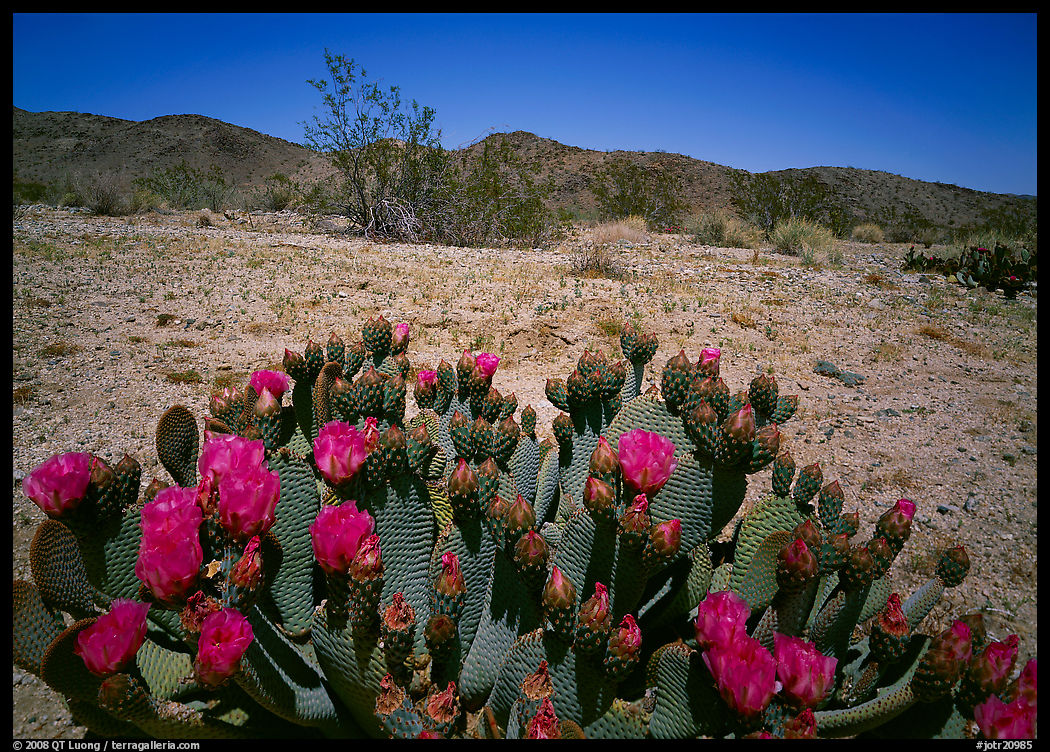 Beaver tail cactus with bright pink blooms. Joshua Tree  National Park, California, USA.