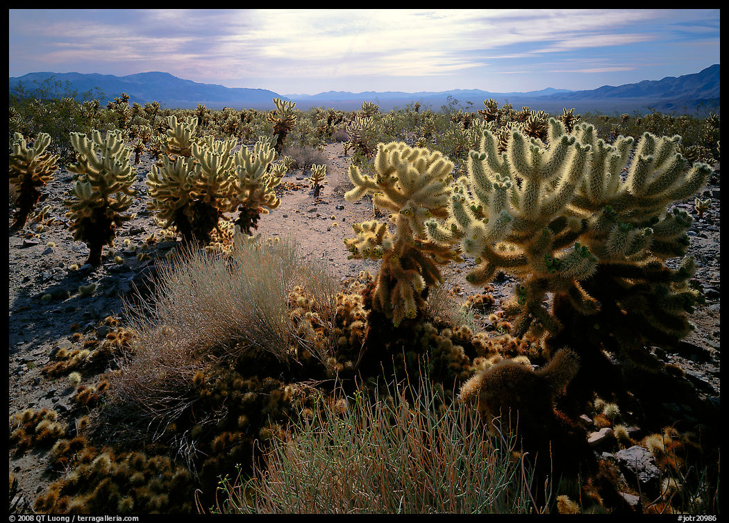 Forest of Cholla cactus. Joshua Tree  National Park