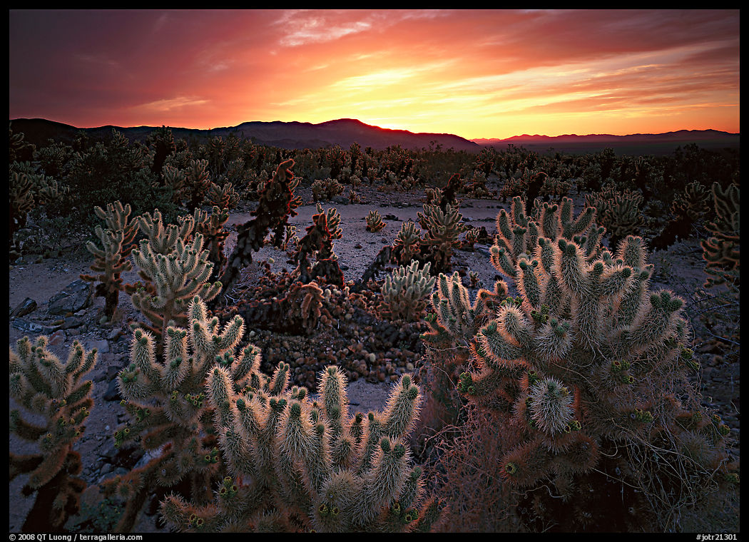 Cholla cactus garden, sunrise. Joshua Tree  National Park, California, USA.