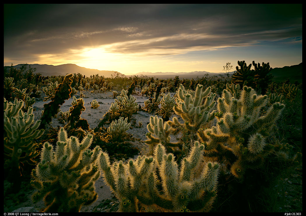 Cholla cactus garden, sunrise. Joshua Tree  National Park, California, USA.