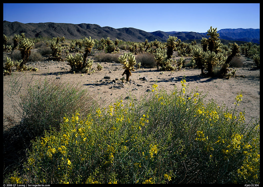 Desert Senna and Chola cactus. Joshua Tree  National Park, California, USA.