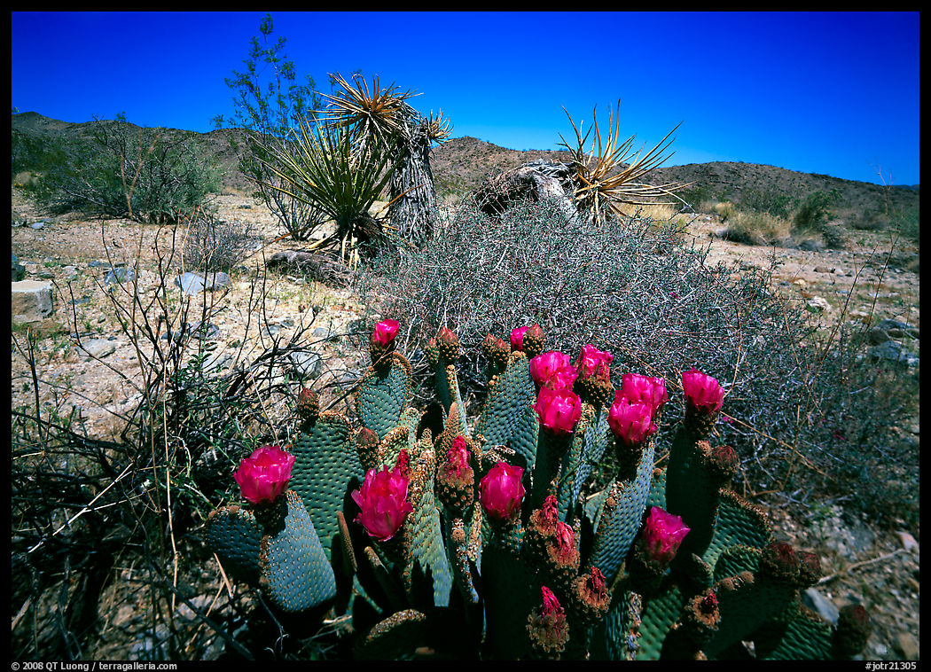 Beavertail Cactus in bloom. Joshua Tree  National Park, California, USA.