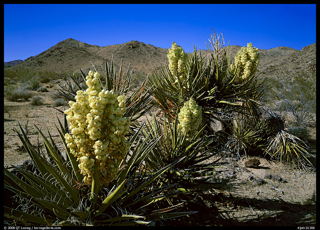 Yuccas in bloom. Joshua Tree  National Park, California, USA.