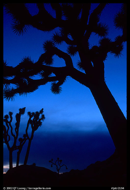 Joshua Trees silhouettes at dusk. Joshua Tree  National Park, California, USA.