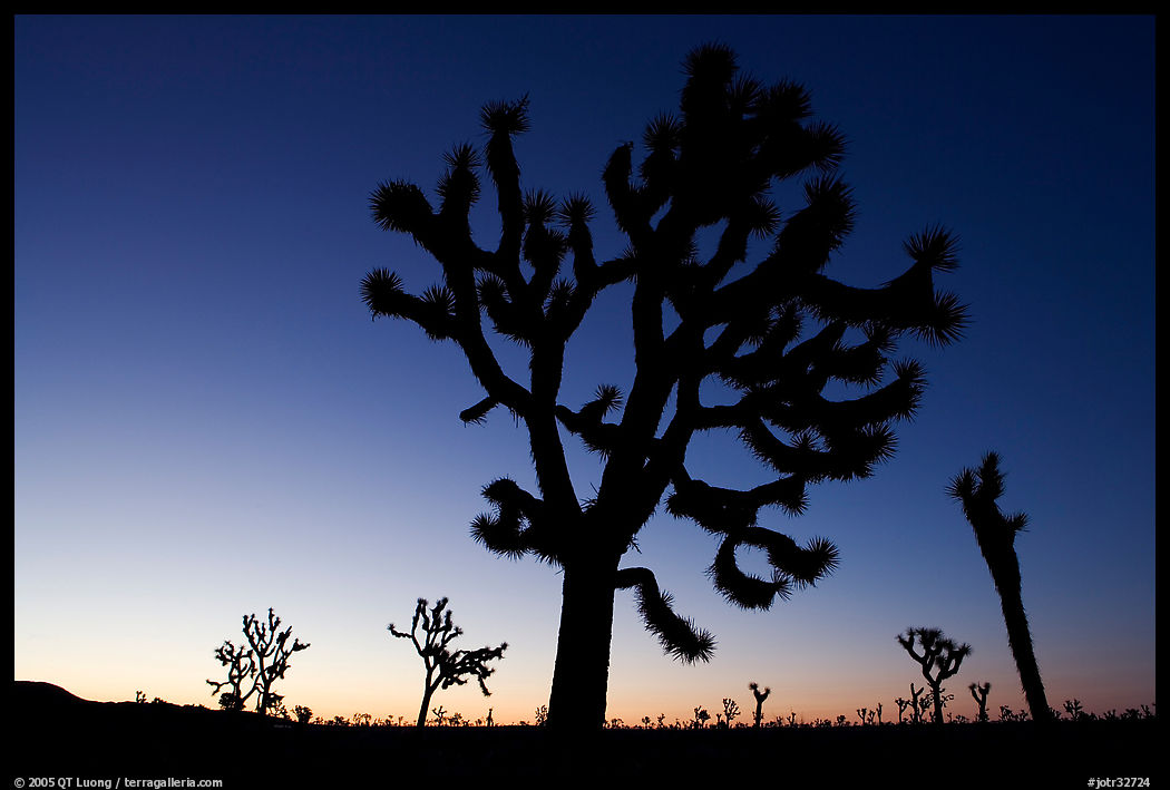 Joshua trees (Yucca brevifolia) at dawn. Joshua Tree  National Park, California, USA.