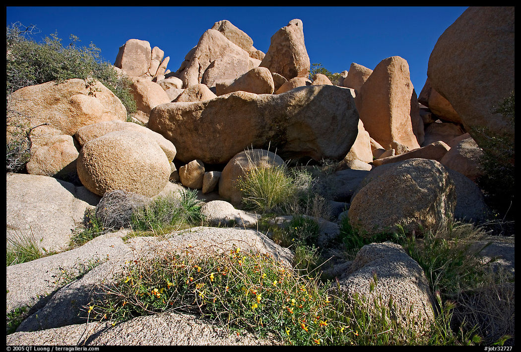 Wildflowers and boulders. Joshua Tree  National Park