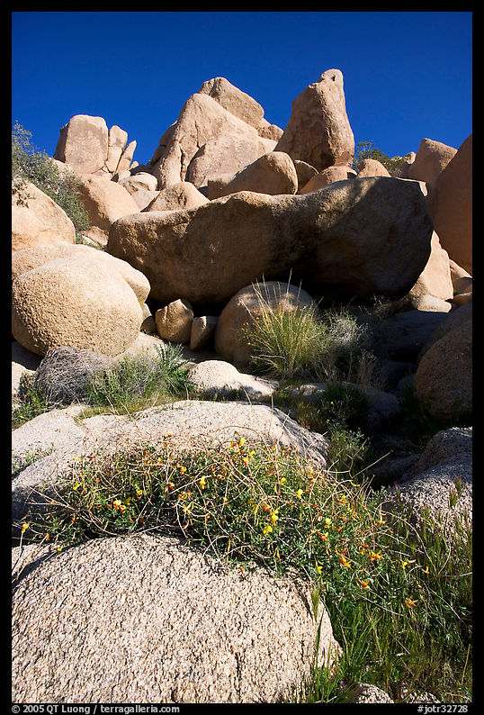 Wildflowers and rockpiles. Joshua Tree  National Park, California, USA.