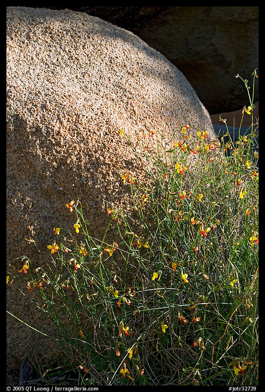 Wildflowers and boulder. Joshua Tree  National Park