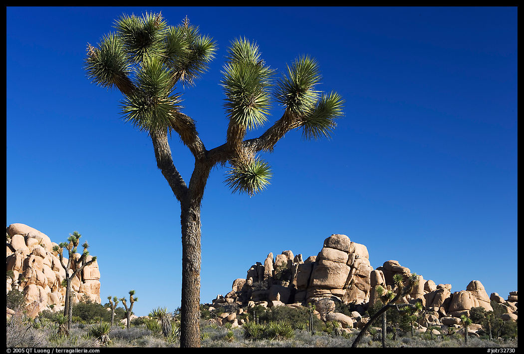 Joshua tree (Yucca brevifolia) and rockpiles. Joshua Tree  National Park, California, USA.
