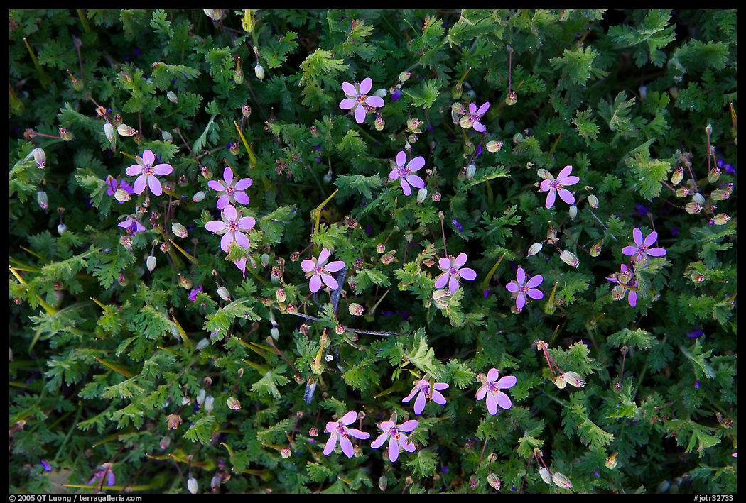 Blue wildflowers. Joshua Tree  National Park