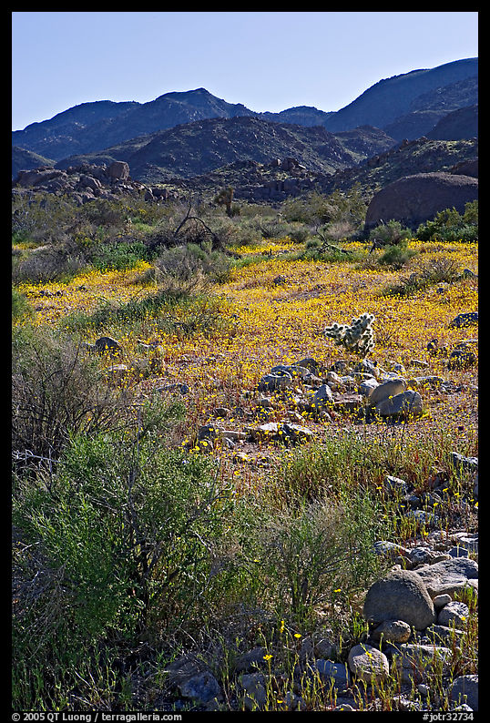 Coreopsis and cactus, and Queen Mountains near the North Entrance, afternoon. Joshua Tree  National Park, California, USA.