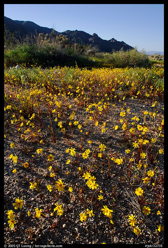 Coreopsis carpet near the North Entrance, afternoon. Joshua Tree  National Park, California, USA.