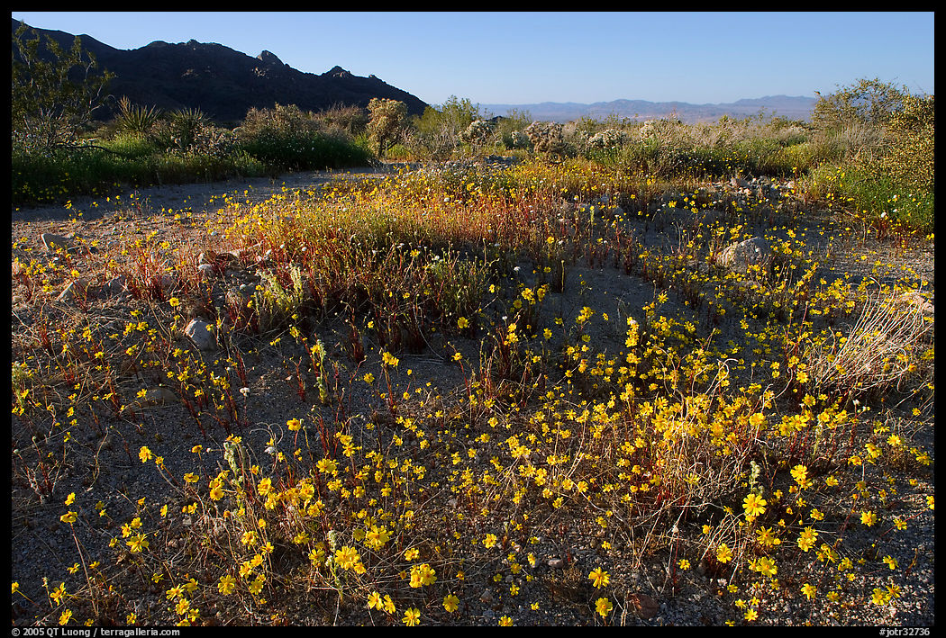 Carpet of yellow coreposis, late afternoon. Joshua Tree  National Park