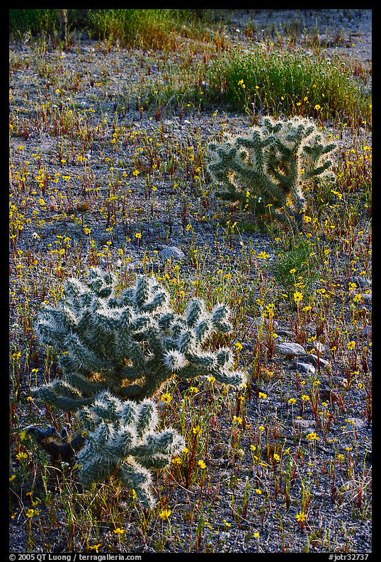 Cactus and Coreposis yellow flowers. Joshua Tree  National Park, California, USA.