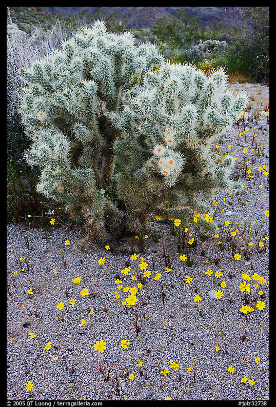Cactus and Coreposis. Joshua Tree  National Park, California, USA.