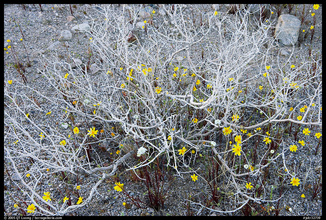 Coreopsis and plant squeleton. Joshua Tree  National Park, California, USA.