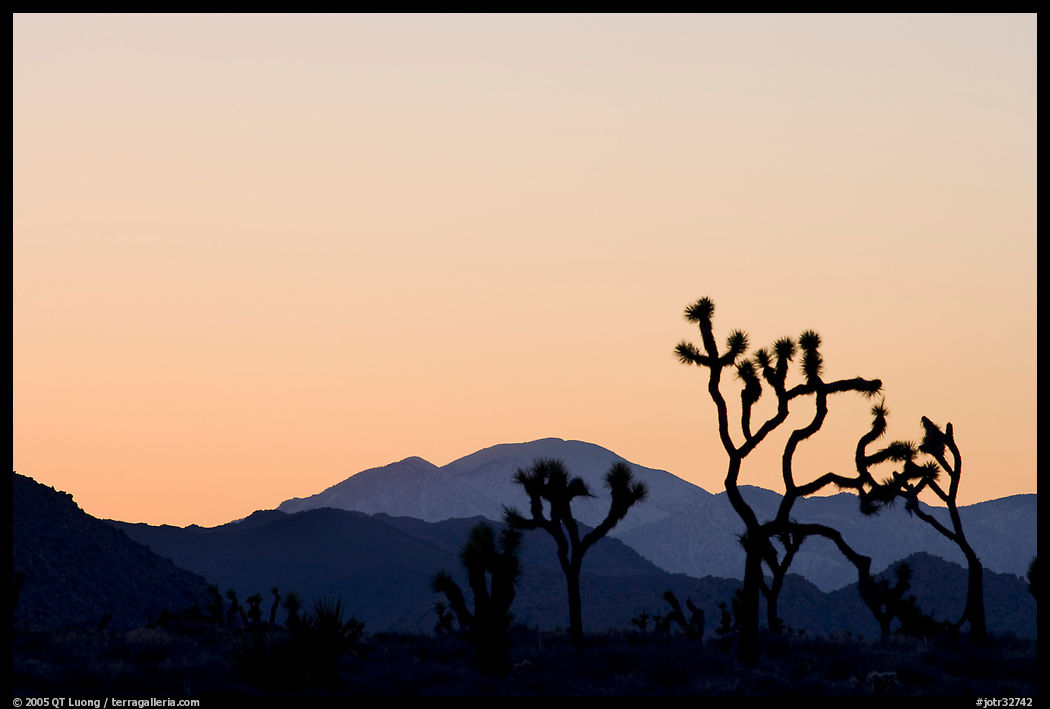 Joshua trees and mountains, sunset. Joshua Tree  National Park, California, USA.