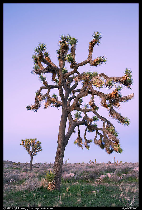 Joshua trees (scientific name: Yucca brevifolia), dusk. Joshua Tree  National Park, California, USA.
