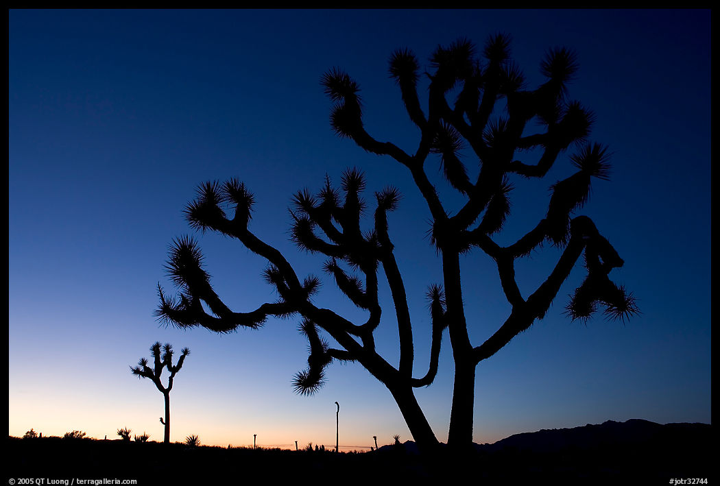 Joshua trees (Yucca brevifolia), sunset. Joshua Tree  National Park, California, USA.