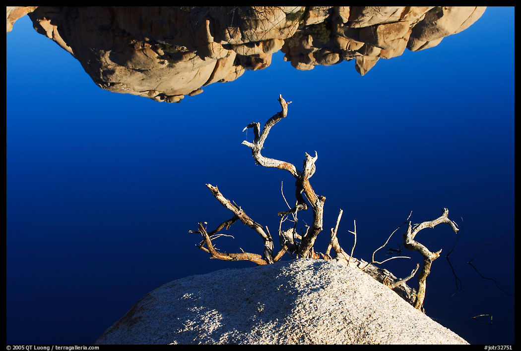 Reflection, rock, and branches. Joshua Tree  National Park, California, USA.