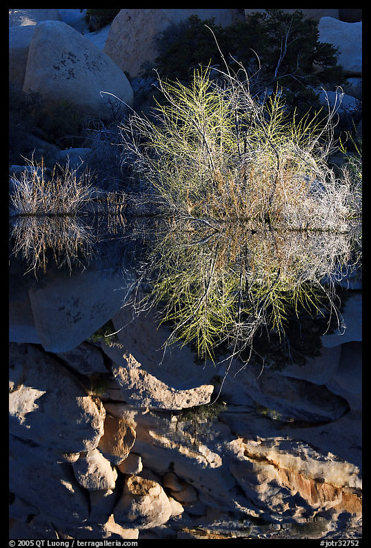 Willows and reflections, Barker Dam, early morning. Joshua Tree  National Park, California, USA.