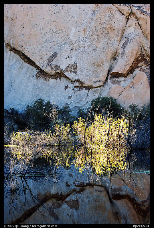 Rock wall, willows, and reflections, Barker Dam, early morning. Joshua Tree  National Park, California, USA.