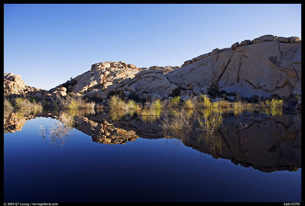 Rocks, willows, and Reflections, Barker Dam, morning. Joshua Tree  National Park, California, USA.