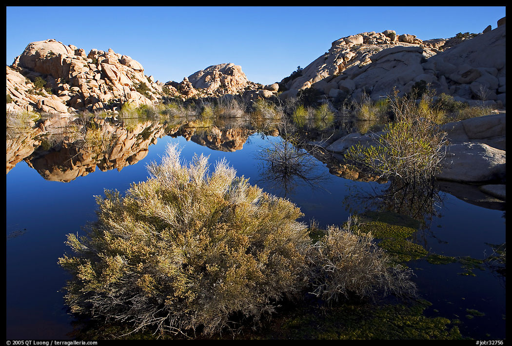 Barker Dam pond and rock formations, morning. Joshua Tree  National Park, California, USA.