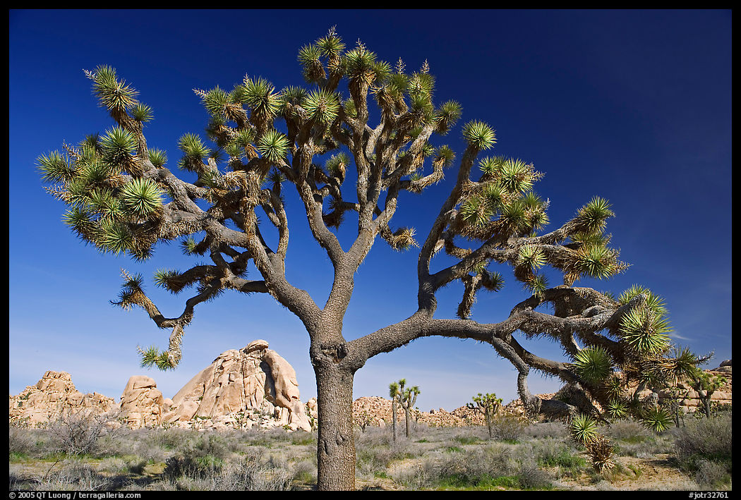 Old Joshua tree (scientific name: Yucca brevifolia). Joshua Tree  National Park, California, USA.